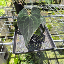 Load image into Gallery viewer, Anthurium Ace Of Spades X Papillilaminum exact plant, Fedex 2day*
