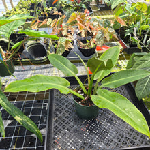 Load image into Gallery viewer, Philodendron Giant Orlando, Exact Plant Ships Nationwide
