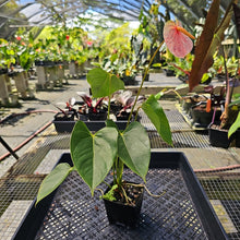 Load image into Gallery viewer, Anthurium Speckled Butterfly Shibori AFF, Exact Plant Variegated
