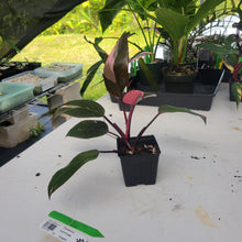 Load image into Gallery viewer, Philodendron Pink Princess, Exact Plant Variegated Ships Nationwide
