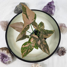 Load image into Gallery viewer, Syngonium Pink Splash Variegated 2.5" pot, Fedex 2day*
