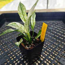 Load image into Gallery viewer, Spathiphyllum Peace Lily City of Angels, Exact Plant Variegated
