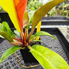 Load image into Gallery viewer, Philodendron Red Moon, Exact Plant Variegated
