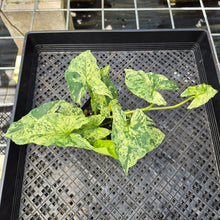 Load image into Gallery viewer, Syngonium Mojito, Exact Plant Variegated Ships Nationwide
