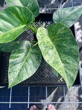 Load image into Gallery viewer, Philodendron Giganteum, Exact Plant Variegated Ships Nationwide
