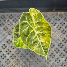 Load image into Gallery viewer, Alocasia Watsoniana Albo Pink variegated exact plant, Fedex 2day*
