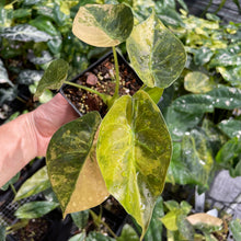 Load image into Gallery viewer, Alocasia Wentii Aurea variegated 4" pot, Fedex 2day*
