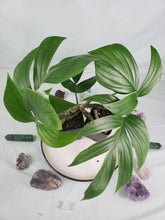 Load image into Gallery viewer, Dragon&#39;s Tail, Exact Plants, 2 plants, Rhaphidophora Decursiva
