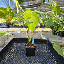 Load image into Gallery viewer, Monstera Sierrana Hawaii Clone, Exact Plant Ships Nationwide
