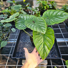 Load image into Gallery viewer, Philodendron Mamei, Exact Plant Ships Nationwide
