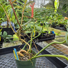 Load image into Gallery viewer, Philodendron Tortum, Exact Plant Ships Nationwide
