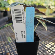 Load image into Gallery viewer, Alocasia Bambino, Exact Plant Variegated Ships Nationwide
