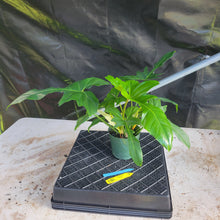 Load image into Gallery viewer, Philodendron Green Golden Dragon, Exact Plant Ships Nationwide
