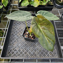 Load image into Gallery viewer, Alocasia Wentii, Exact Plant Variegated Ships Nationwide
