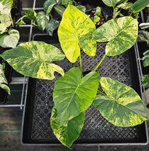 Load image into Gallery viewer, Alocasia Gageana Aurea, Exact Plant Variegated Ships Nationwide
