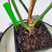 Load image into Gallery viewer, Philodendron Pastazanum 2.5&quot; starter pot, ships nationwide
