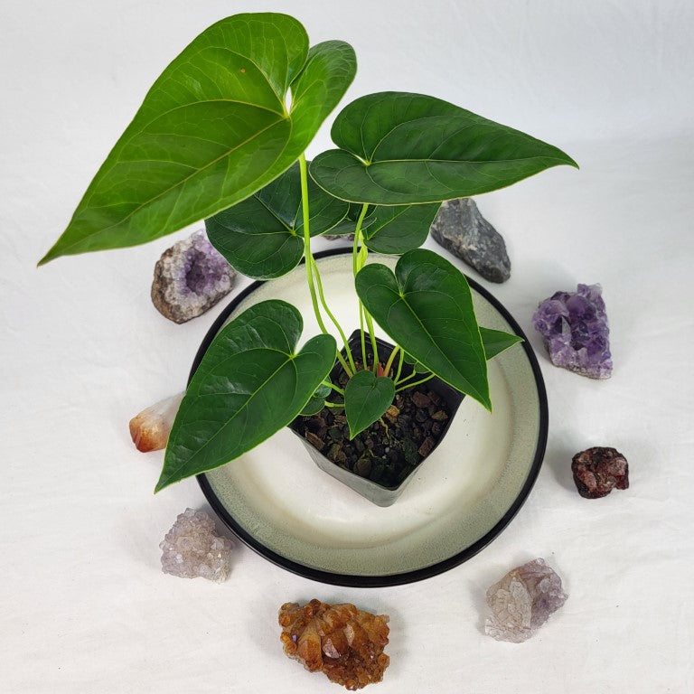 Anthurium Decipiens, Exact Plant twin plant – Canopy Gems