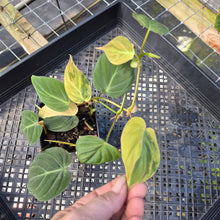 Load image into Gallery viewer, Philodendron Hederaceum Micans Aurea, Exact Plant Variegated Ships Nationwide
