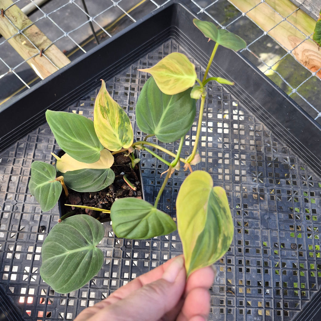 Philodendron Hederaceum Micans Aurea, Exact Plant Variegated Ships Nationwide