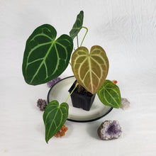 Load image into Gallery viewer, Anthurium Magnificum X Crystalinum, Exact Plant Ships Nationwide
