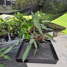Load image into Gallery viewer, Philodendron Atabapoense exact plant, Fedex 2day*
