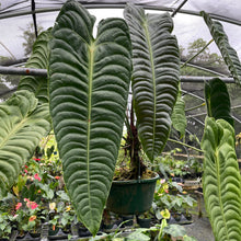 Load image into Gallery viewer, Anthurium Veitchii exact plant, Fedex 2day*
