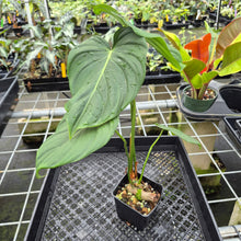 Load image into Gallery viewer, Philodendron Pastazanum exact plant, Fedex 2day
