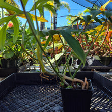 Load image into Gallery viewer, Philodendron Quercifolium, Exact Plant Ships Nationwide
