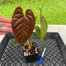 Load image into Gallery viewer, Anthurium Moodeanum x Veitchii, exact plant, Fedex 2day*
