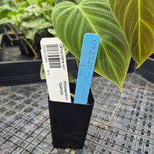 Load image into Gallery viewer, Philodendron Splendid, Exact Plant Ships Nationwide
