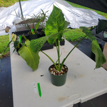 Load image into Gallery viewer, Homalomena Schismatoglottis Neoguineensis, Exact Plant Ships Nationwide
