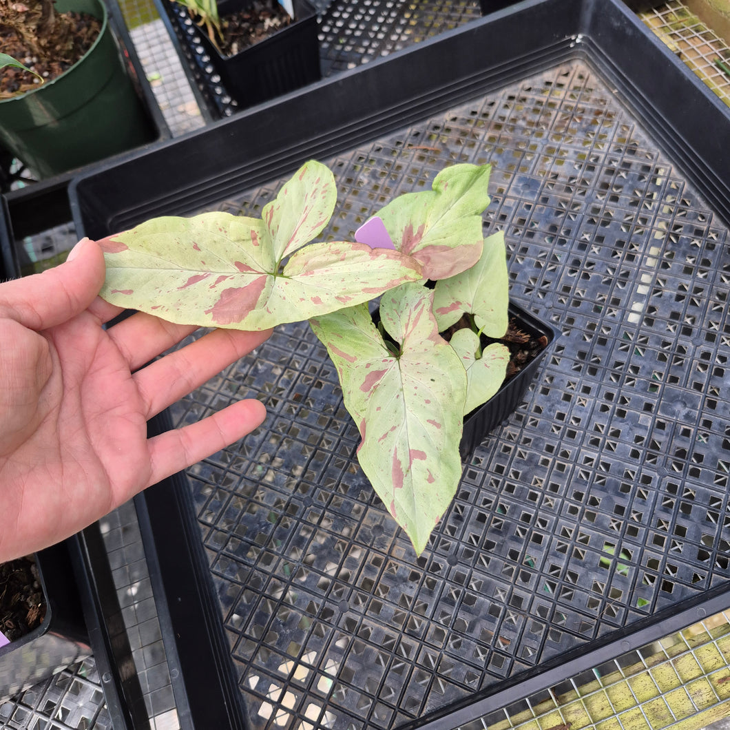 Syngonium Strawberry Milk, Exact Plant Variegated Ships Nationwide