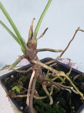 Load image into Gallery viewer, Dolichostachyum Exact Plant, Anthurium

