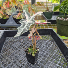 Load image into Gallery viewer, Alocasia nobilis pink Variegated Ships Nationwide
