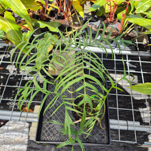 Load image into Gallery viewer, Philodendron Polypodoides, Exact Plant Ships Nationwide
