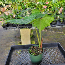 Load image into Gallery viewer, Philodendron Plowmanii, Exact Plant Ships Nationwide
