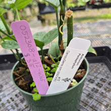 Load image into Gallery viewer, Anthurium Pentaphyllum, Exact Plant Ships Nationwide

