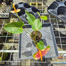 Load image into Gallery viewer, Anthurium Speckled Butterfly Shibori AFF, Exact Plant Variegated Ship Nationwide
