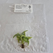 Load image into Gallery viewer, Philodendron Brandi Brandtianum Pink Variegated tissue culture Fedex 2day
