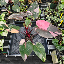 Load image into Gallery viewer, Philodendron Pink Princess Galaxy, Exact Plant Variegated Ships Nationwide
