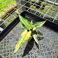 Load image into Gallery viewer, Homalomena Schismatoglottis Wallichii Variegated, exact plant, Fedex 2day*

