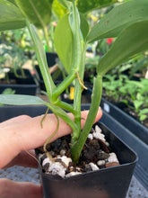 Load image into Gallery viewer, Philodendron Hastatum Silver Sword, Exact Plant Variegated Ships Nationwide
