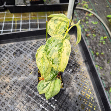 Load image into Gallery viewer, Scindapsus Peasun Variegated 4" pot, Fedex 2day*

