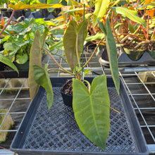 Load image into Gallery viewer, Philodendron Maximum , Exact Plant Ships Nationwide
