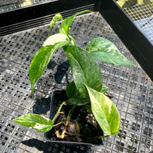 Load image into Gallery viewer, Epipremnum Pinnatum Albo, Exact Plant Variegated Ships Nationwide
