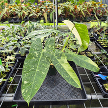 Load image into Gallery viewer, Philodendron Jose Buono Variegated exact plant, Fedex 2day*
