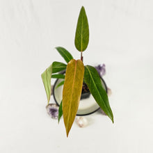 Load image into Gallery viewer, Philodendron Orange Marmalade, Autumn Queen 2.5” pot, Fedex 2 day*
