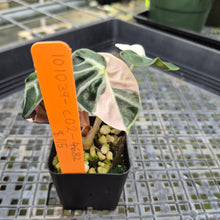 Load image into Gallery viewer, Alocasia Heart Balloon pink variegated exact plant, Fedex 2day*
