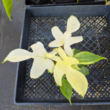 Load image into Gallery viewer, Philodendron Florida Ghost, Exact Plant Ships Nationwide
