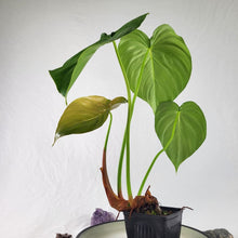 Load image into Gallery viewer, Philodendron Pastazanum, Exact Plant
